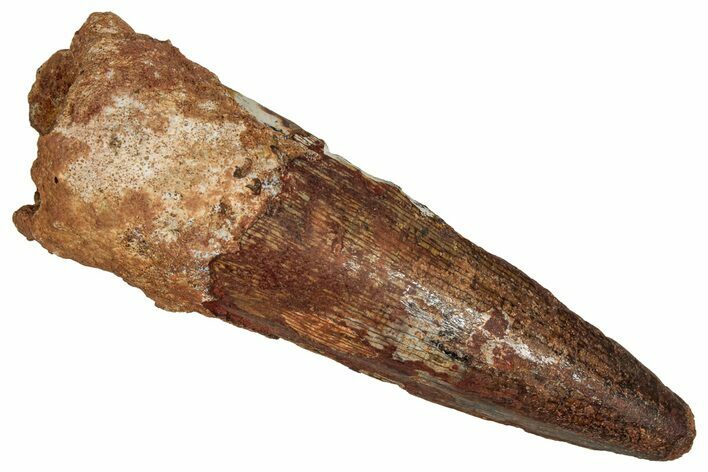 Fossil Spinosaurus Tooth - Real Dinosaur Tooth #355762